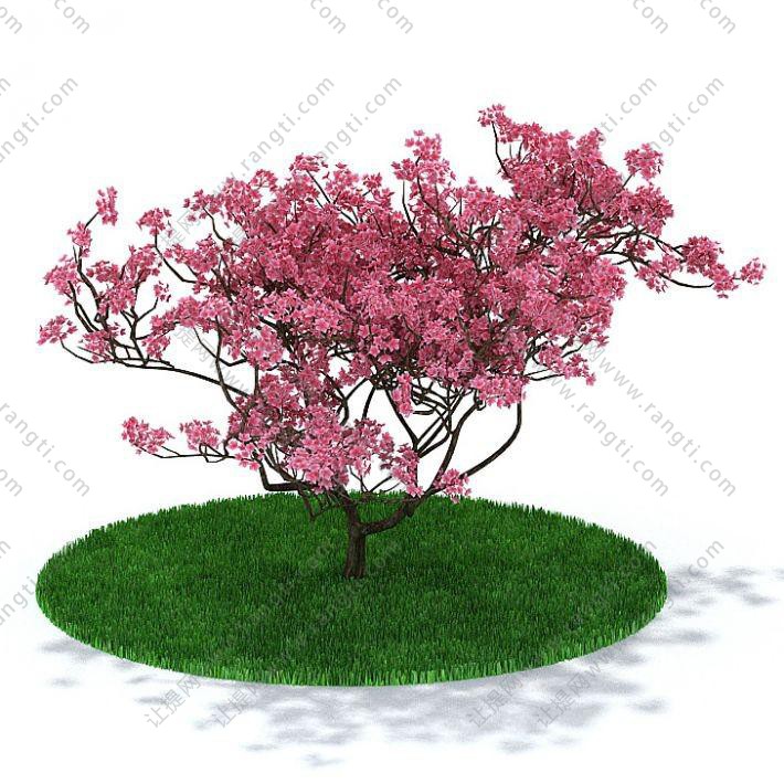 粉红色桃花状、多枝景观树木