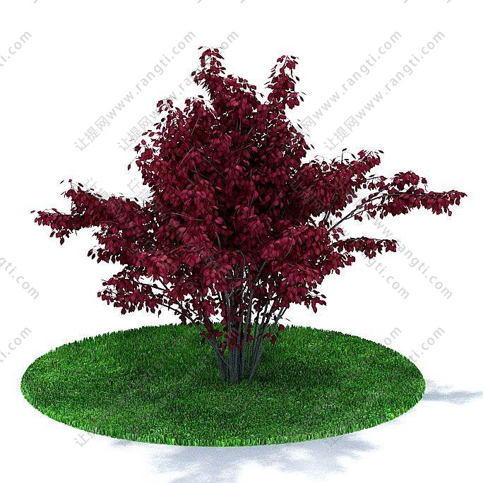 浓密红叶的红乌桕树 景观树