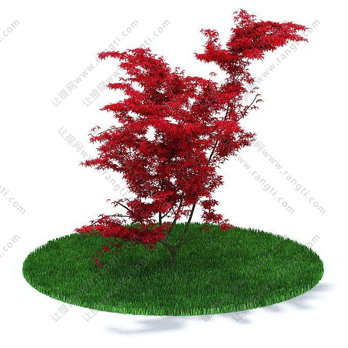 红色枫叶状景观树木