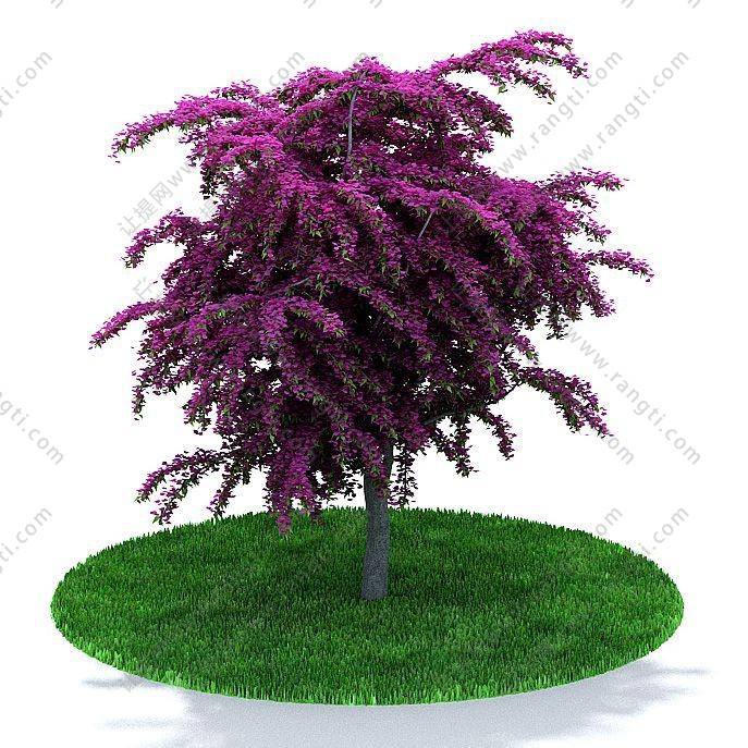 紫红色紫荆树