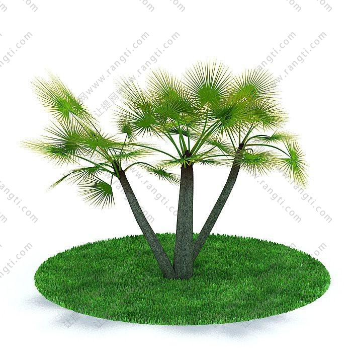 形似棕榈树的树木