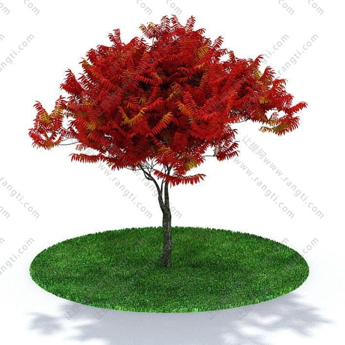 枝叶形似梳子状的红色景观树木