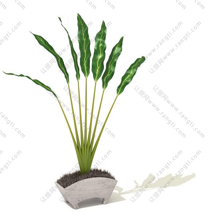 旅人蕉盆栽植物