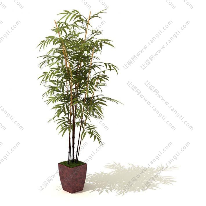 红色花盆、凤尾竹盆栽植物