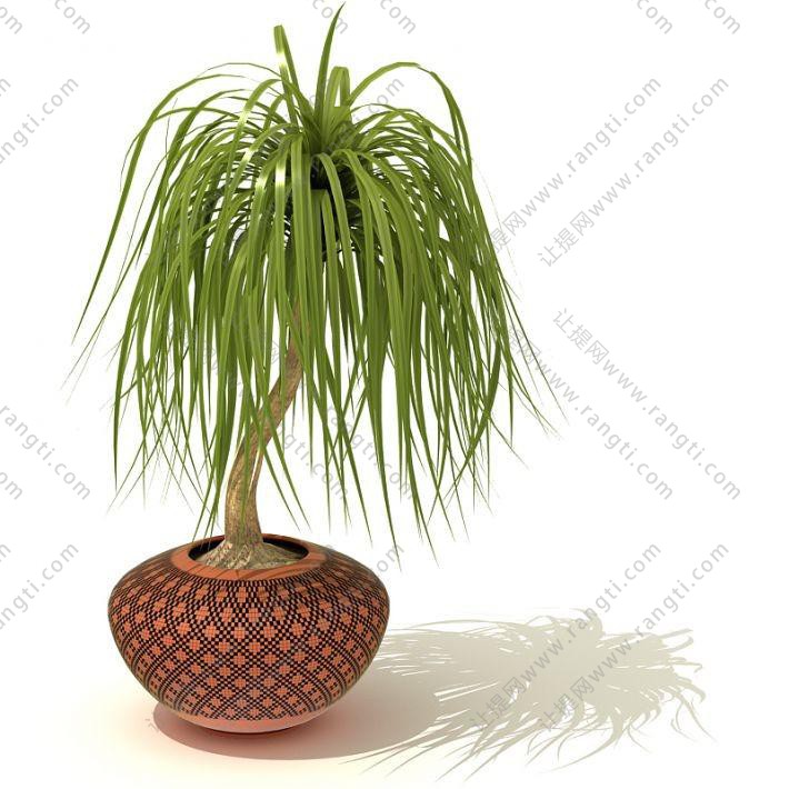 图案纹样花盆、酒瓶兰盆栽植物
