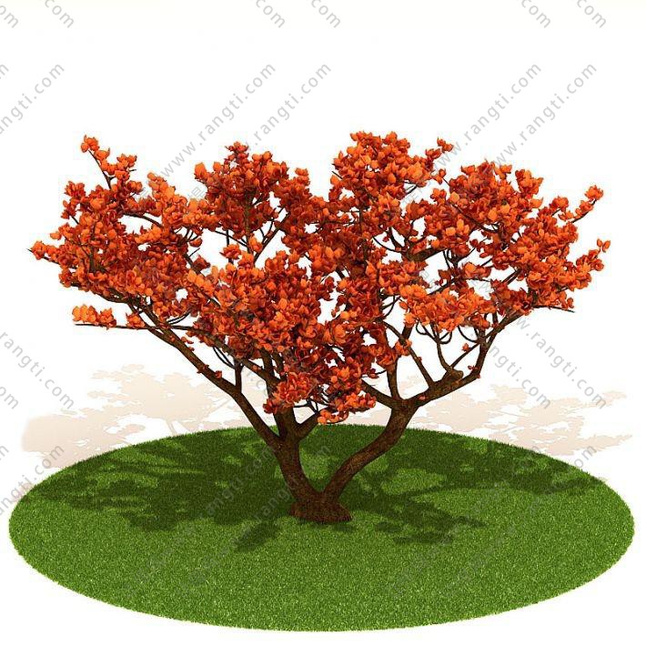 橙红色树叶、形似槭叶瓶干树的景观树