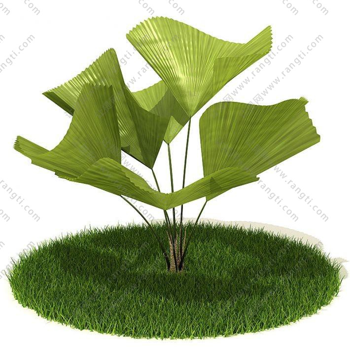 像蒲葵的三角大叶植物 灌木绿植