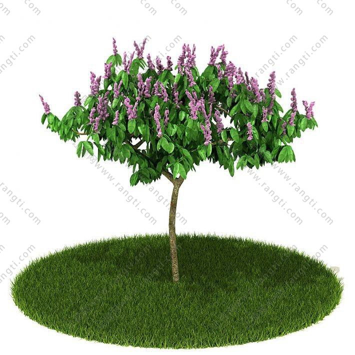 大花紫薇灌木花卉