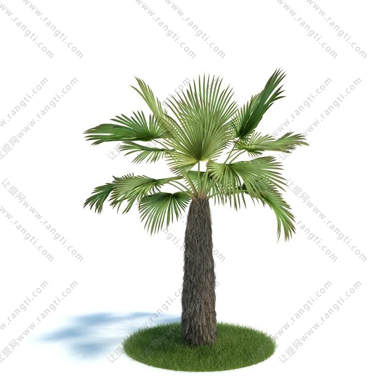 单棵棕榈树 灌木绿植