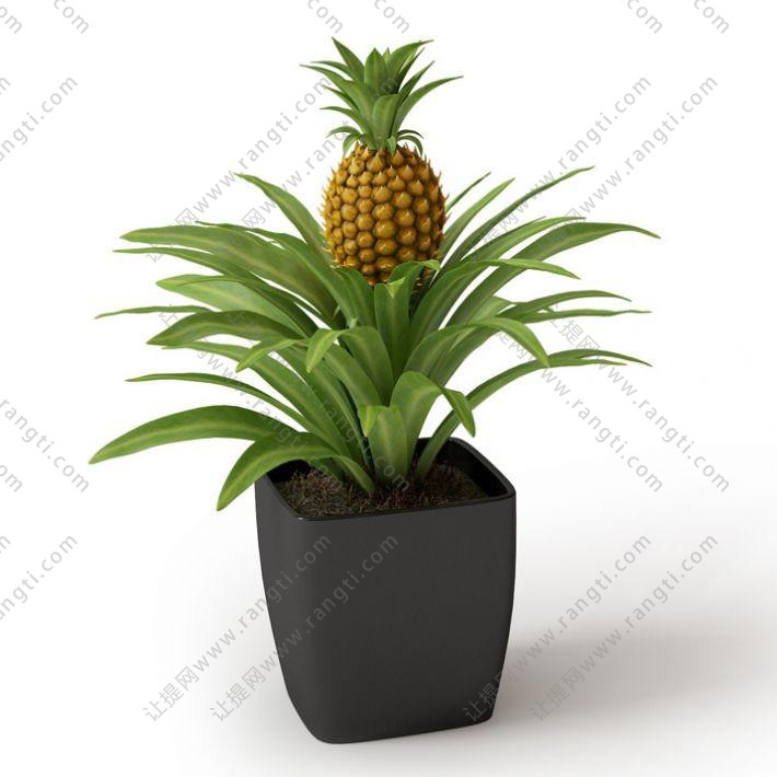 凤梨盆栽水果植物