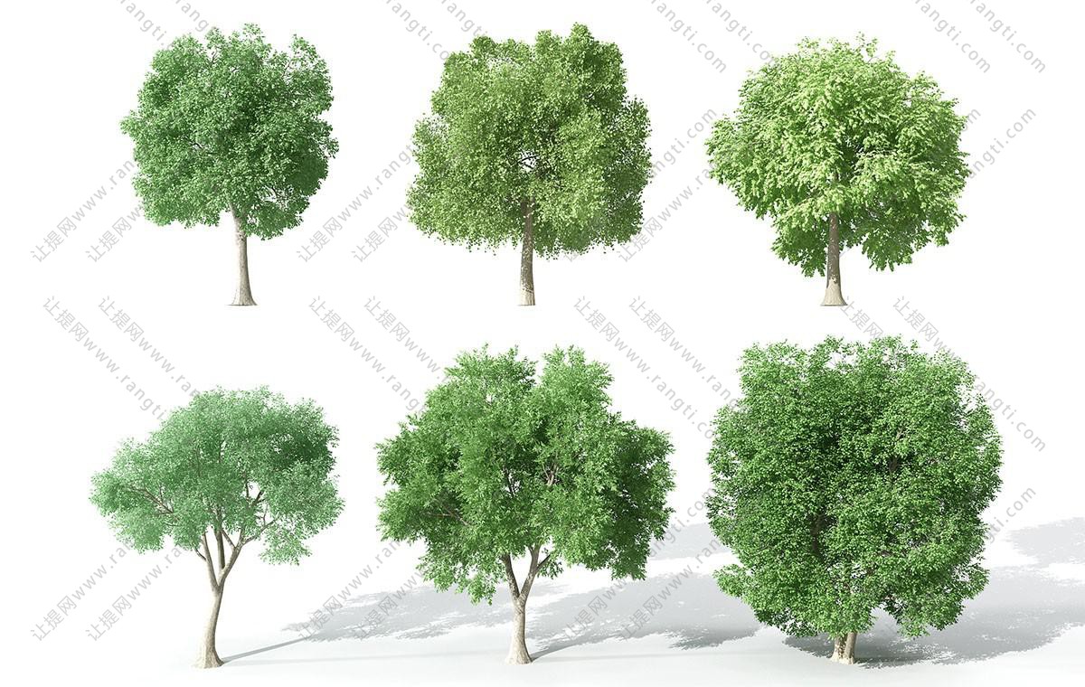 类似沙枣树、类似榆树的景观树木 乔木
