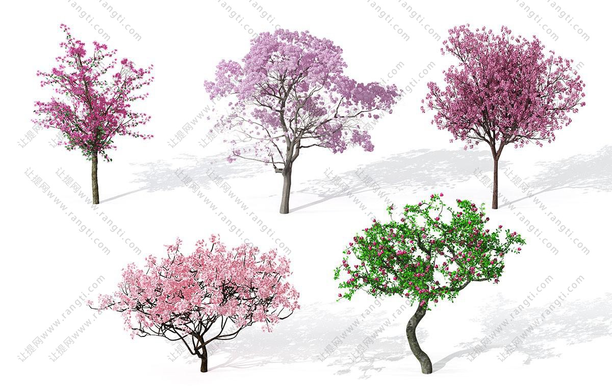 粉红色和紫红色景观花树 景观树