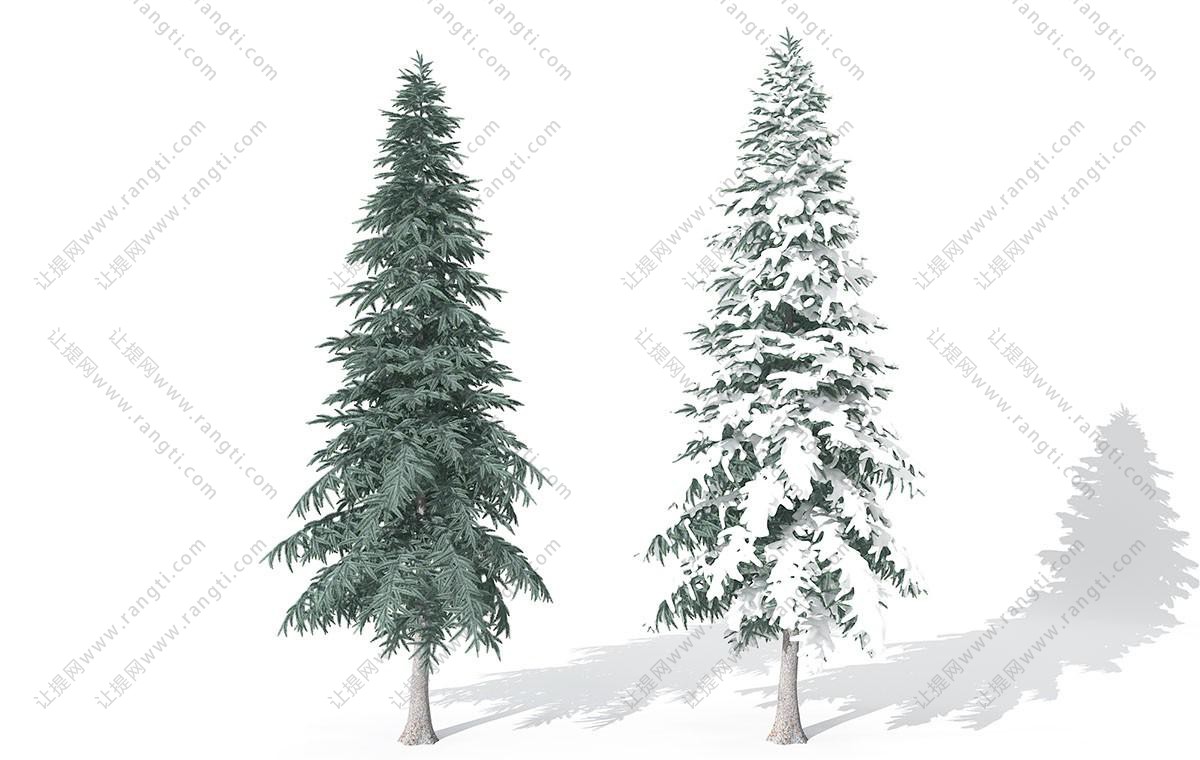 尖锥形塔松、雪景松树 乔木
