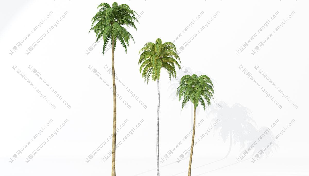 直立、大小三棵形似椰子树的热带树木