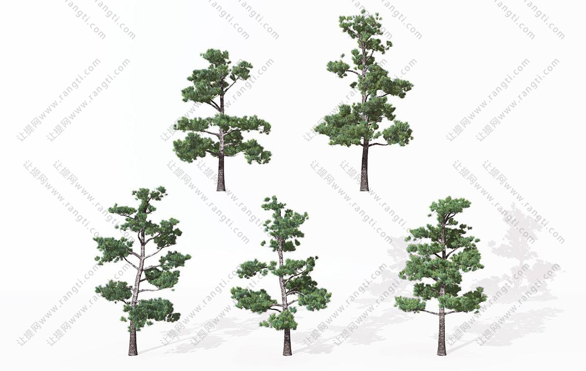 形似日本五针松 景观树木
