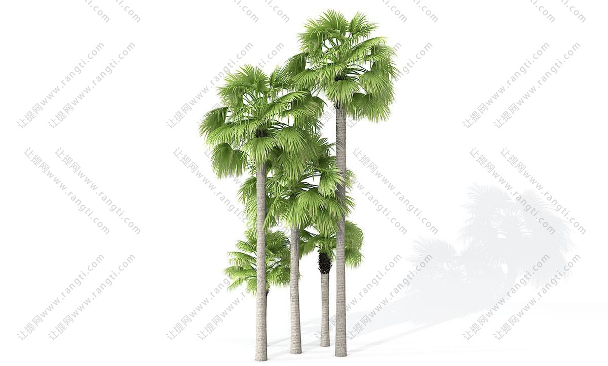 形似棕榈的热带树木