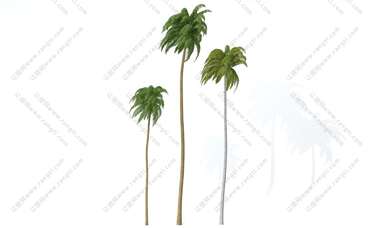 风中、形似椰子树的热带树木
