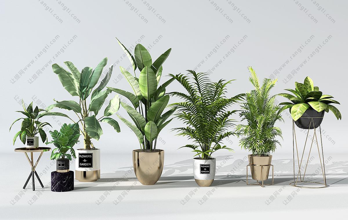 青纹竹芋、旅人蕉、孔雀竹芋盆栽植物