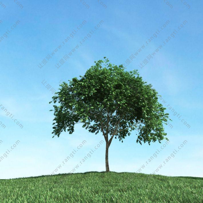 低矮小树 景观树