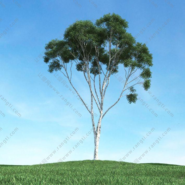 多枝分叉、形似桉树的景观树木