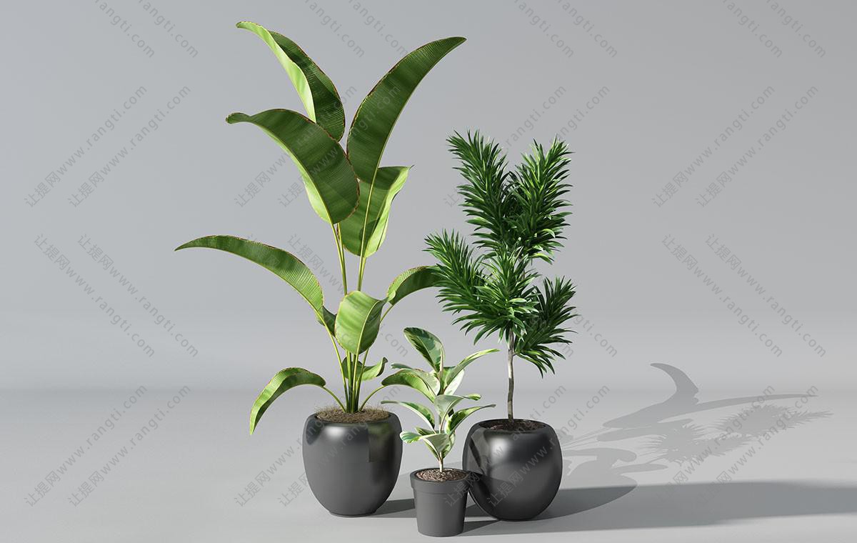 鹤望兰、形似王棕盆栽植物