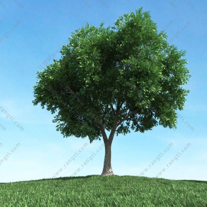 两大分叉、形似榆树的景观树木