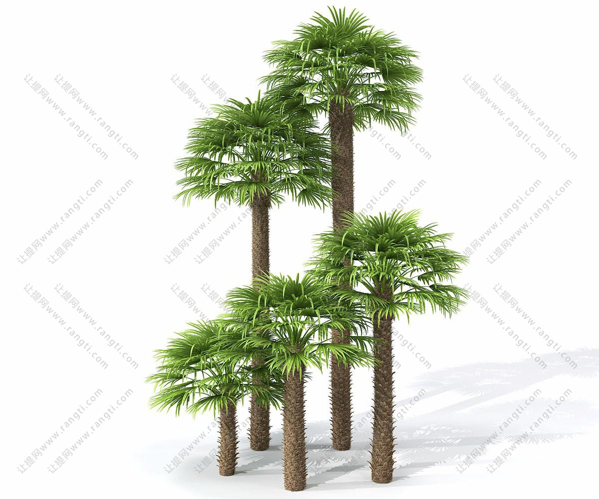 五棵棕榈树 热带树木