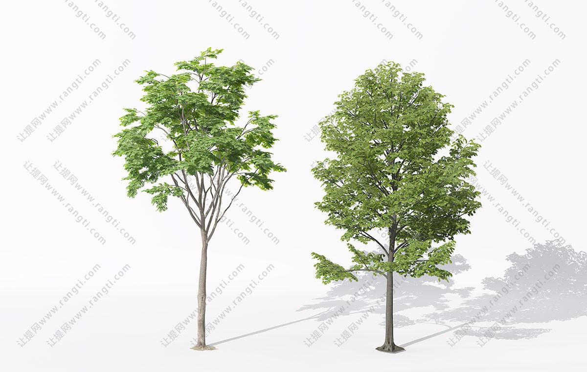 两棵不同的行道树木