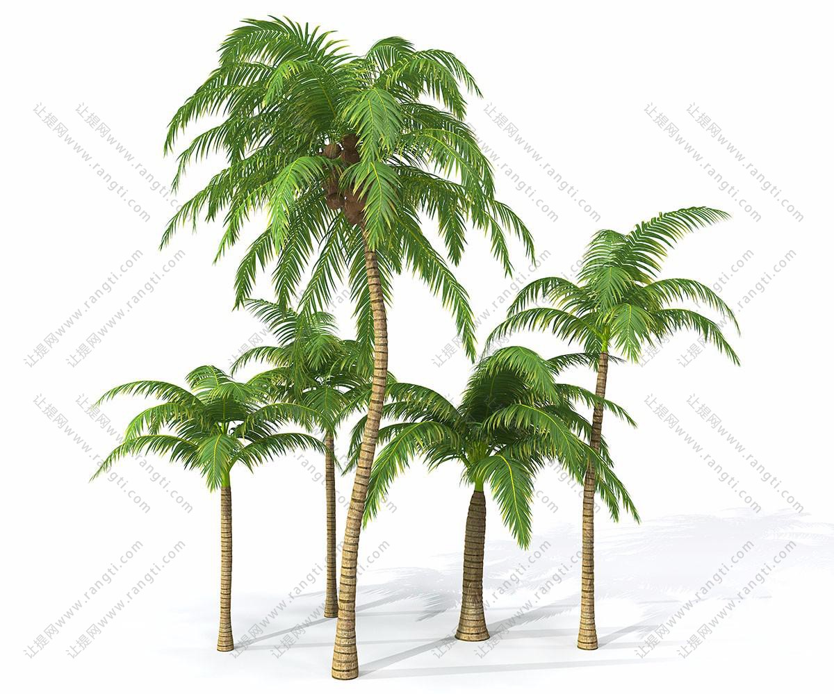 五棵高低不同椰子树 热带树木