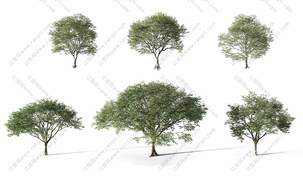 形似榕树的六棵景观树木