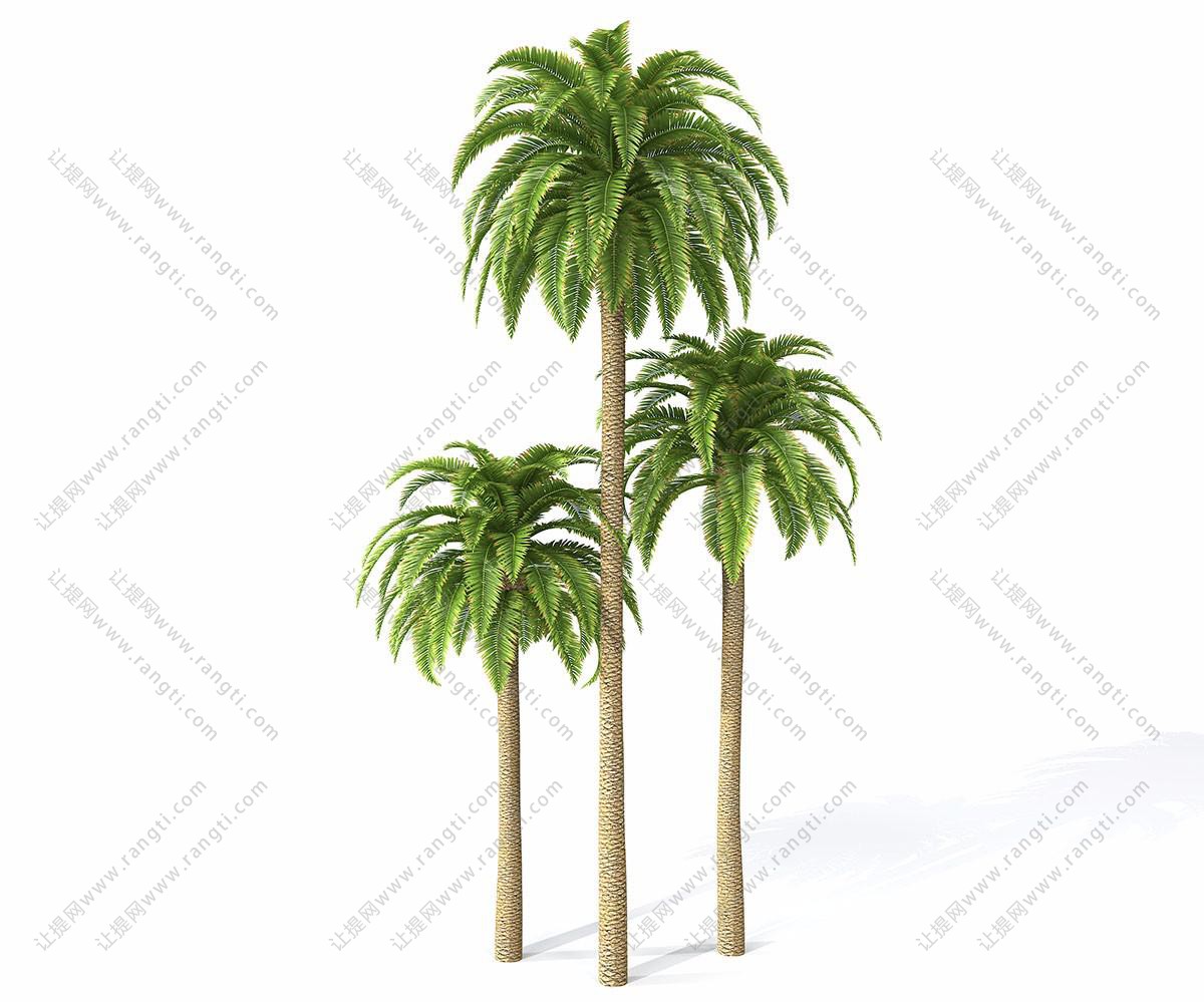 三棵形似金山葵的热带树木