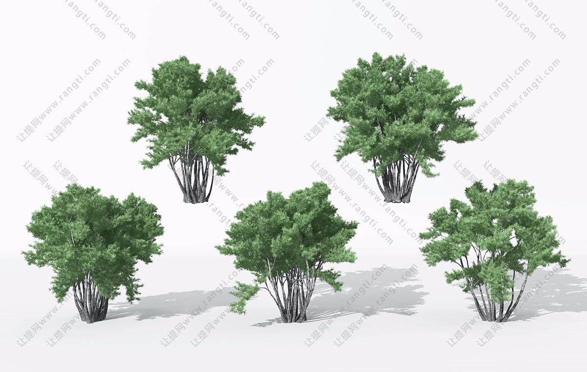 形似榆树的景观树木