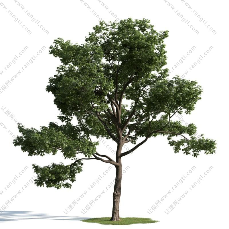 大枝干、形似重阳木的景观树木