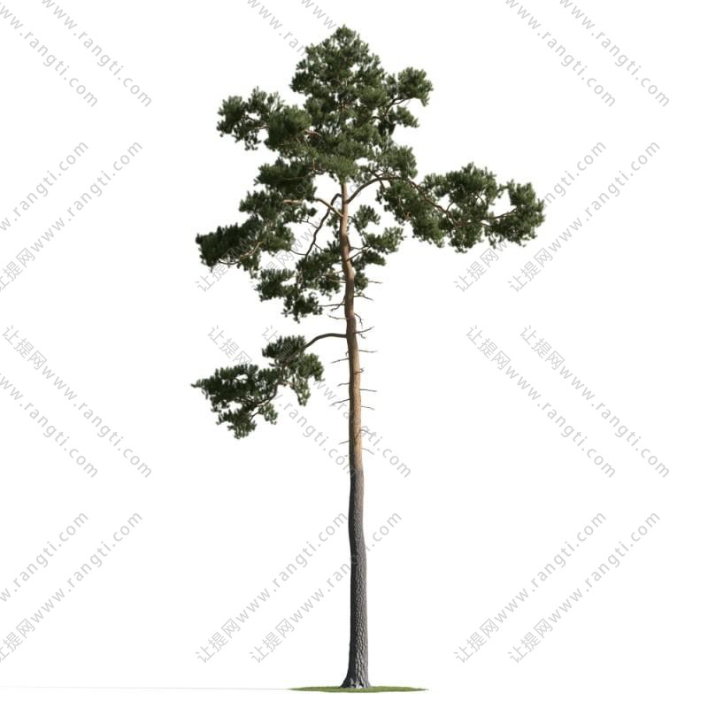 高枝、类似马尾松树的景观树木