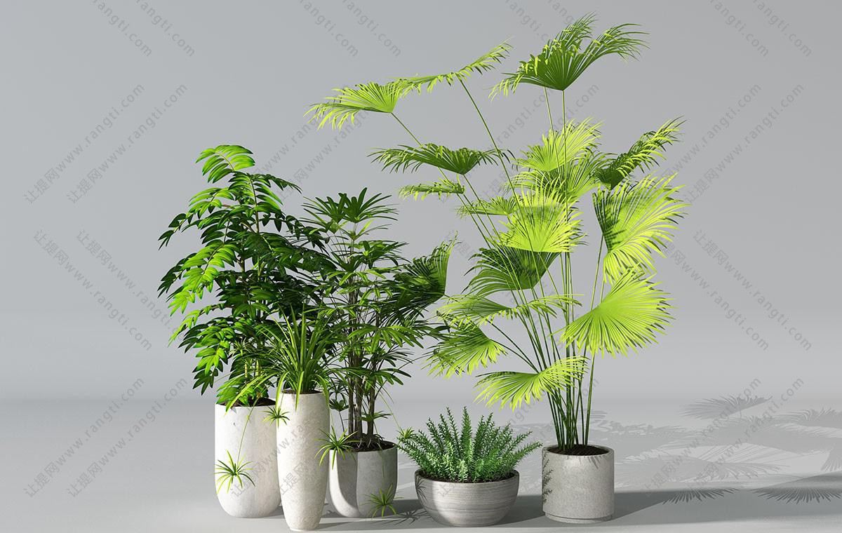 蒲葵、若绿、吊兰、形似香椿树盆栽植物