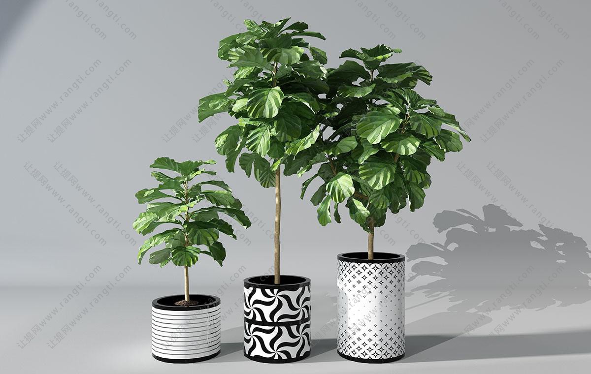 黑白图案花盆、大琴叶榕盆栽植物