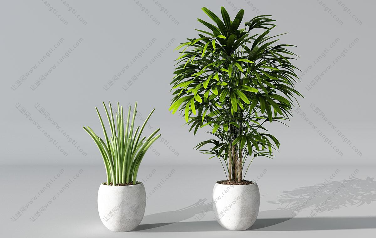棕竹、形似金钱蒲盆栽植物