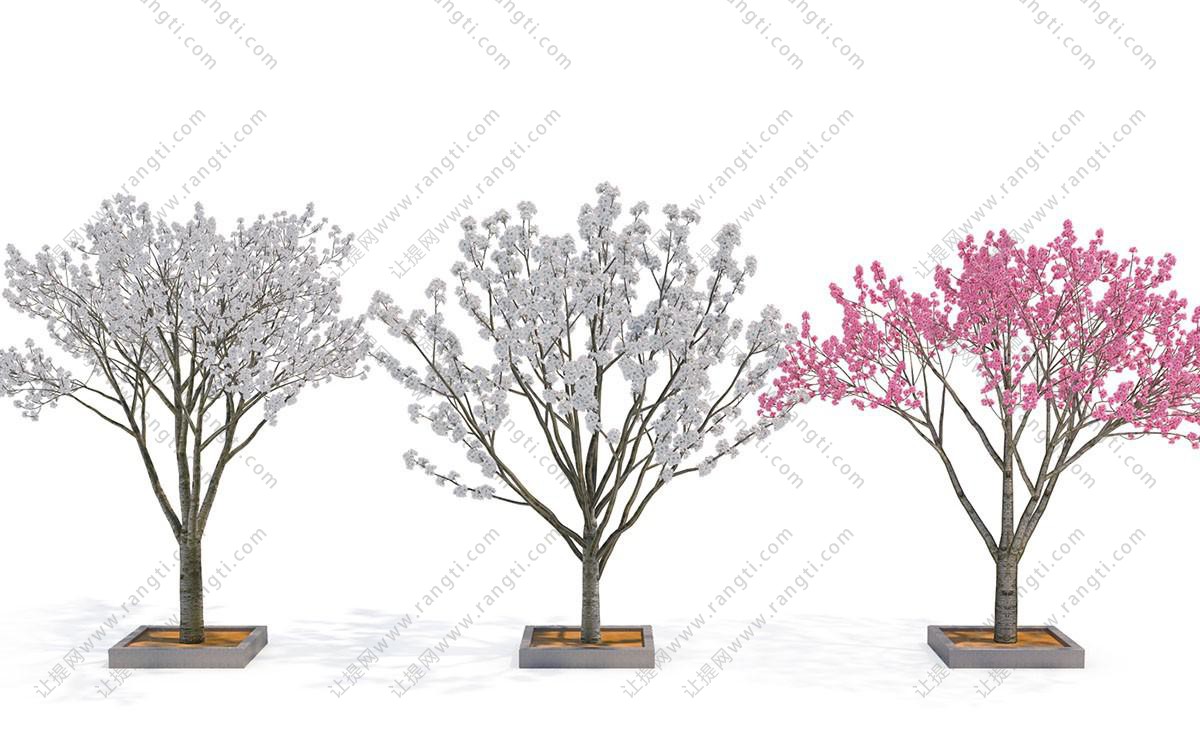 碧桃树、樱花树景观树木