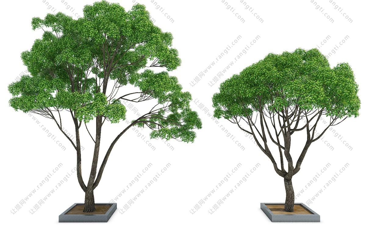景观树木之枝干分叉树叶浓密的榕树3d模型下载 模型id 让提网
