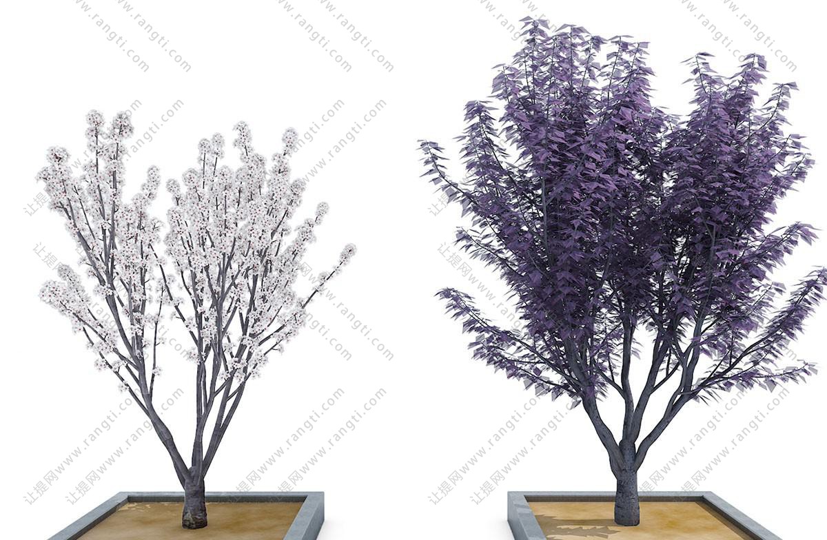 景观树木之长满白色花朵的花树