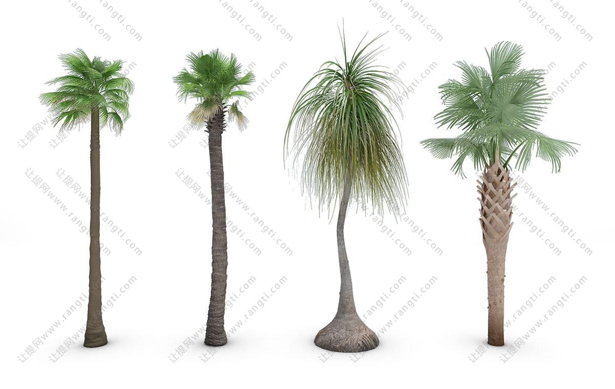 形似棕榈、形似蒲葵、马骡蔗树 热带景观树木