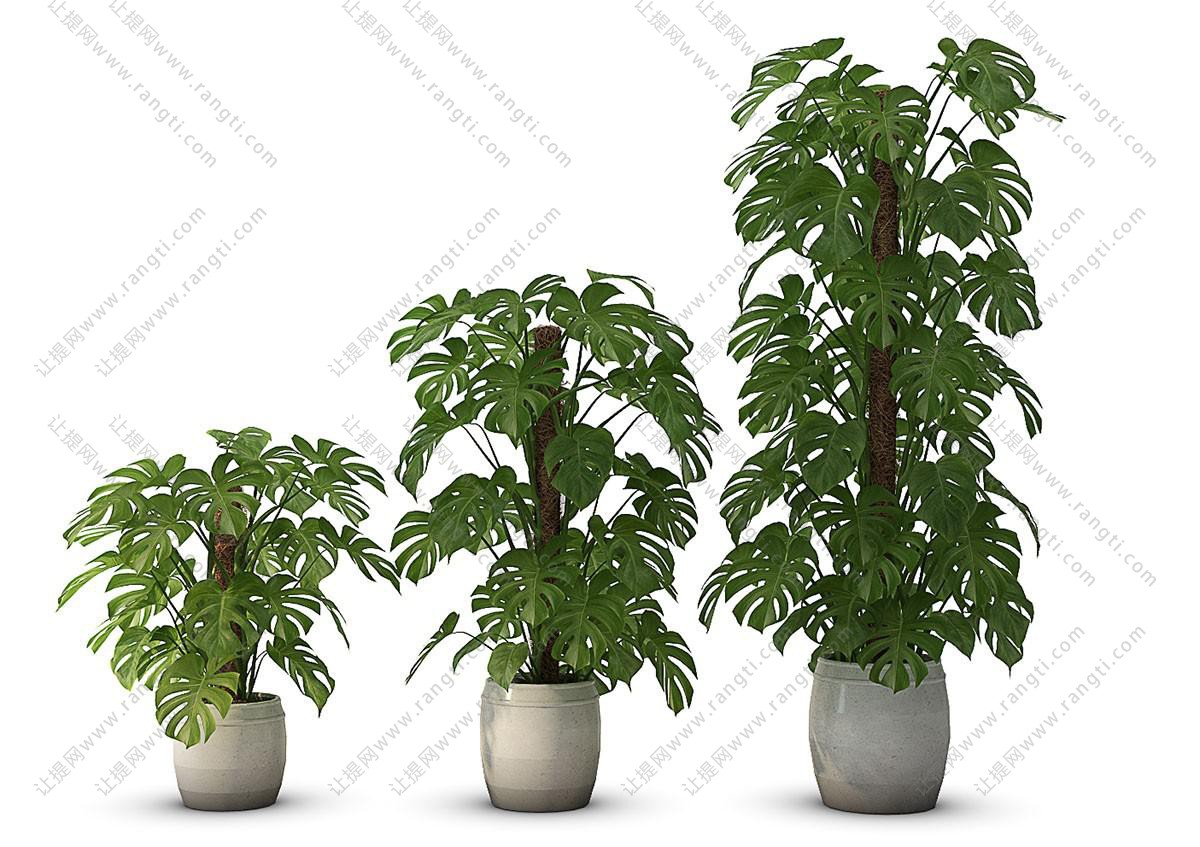 三棵不同大小龟背竹盆栽植物