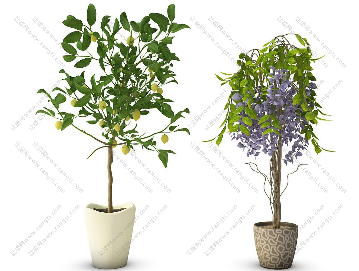 金柑、多花紫藤盆栽植物