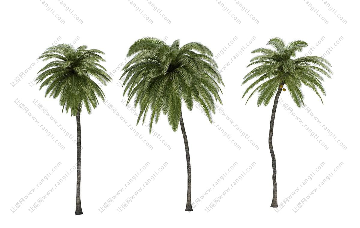 三棵不同造型的椰子树 热带景观树木