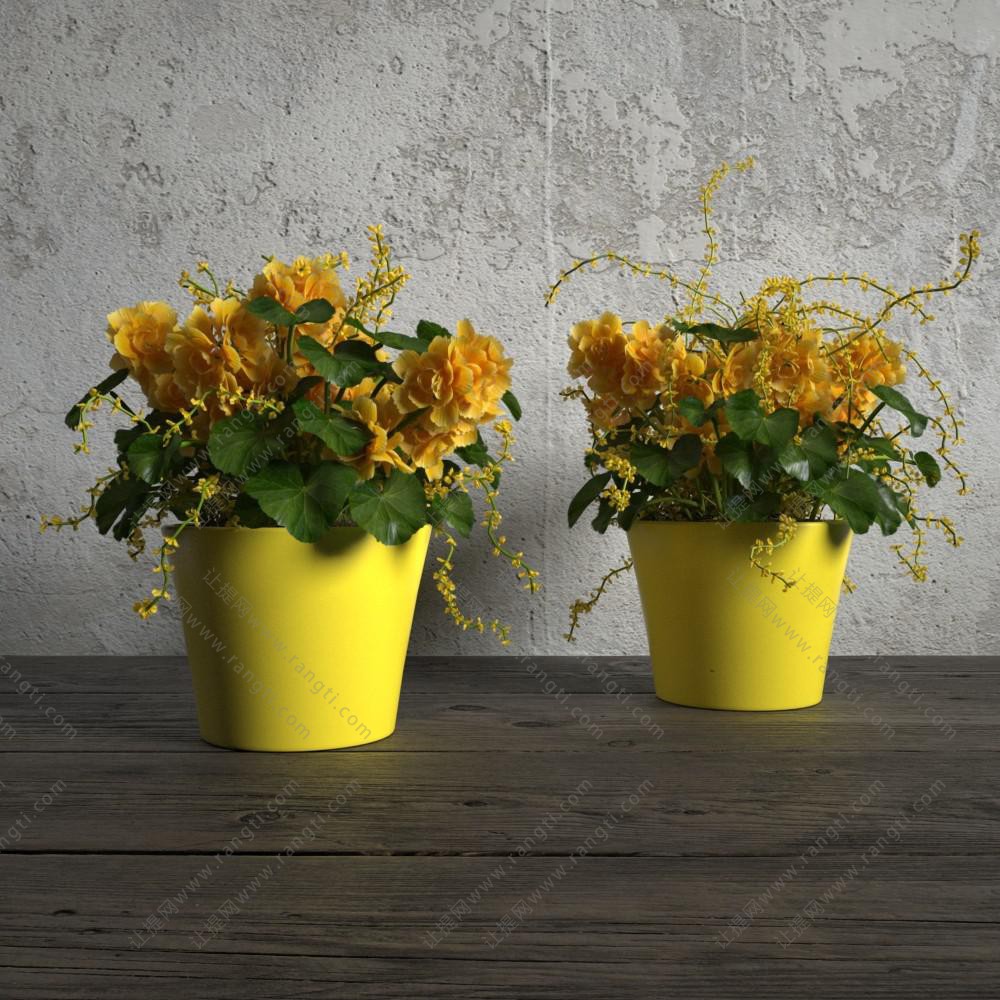 两个黄色陶瓷花盆球根海棠盆栽植物