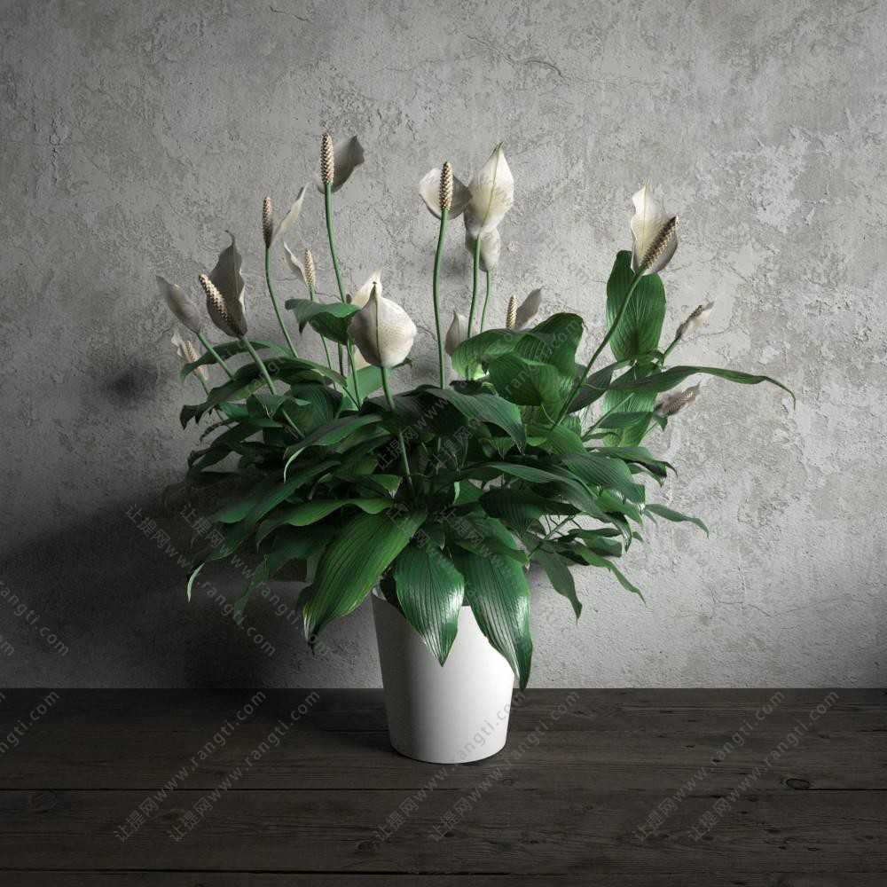 白鹤芋白色陶瓷花盆盆栽植物