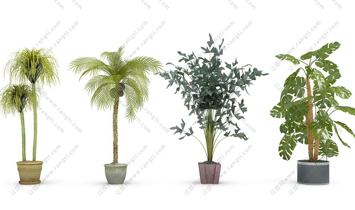 龟背竹、鱼尾葵、形似江边刺葵盆栽植物