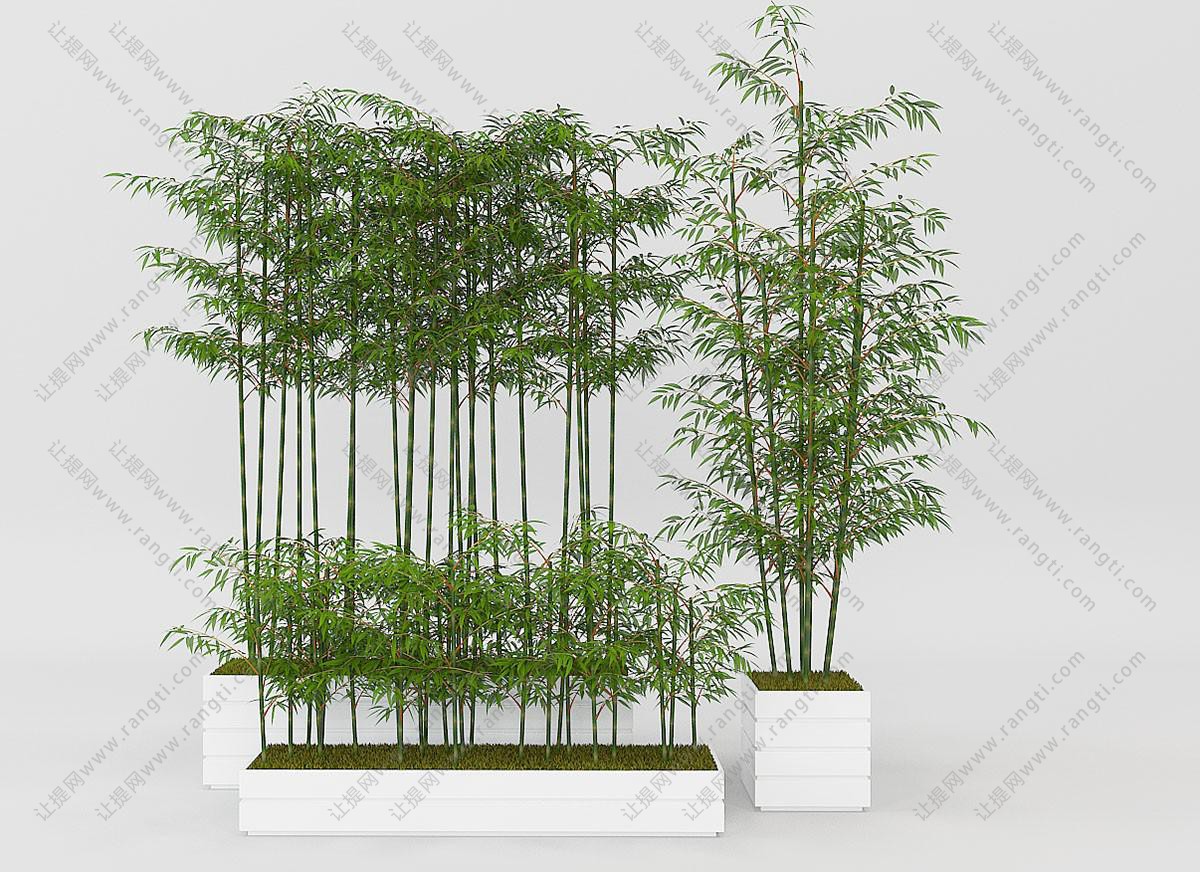 方形、长条形花盆 毛竹盆栽植物