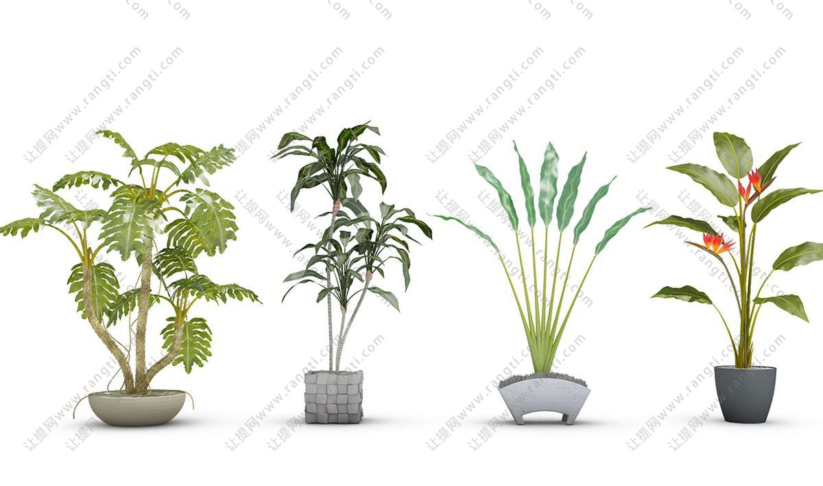 鹤望兰、龟背竹盆栽植物