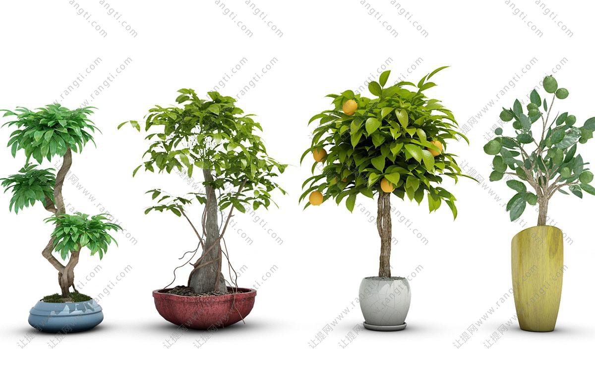 瓜栗、柑橘、形似幸福树盆栽植物